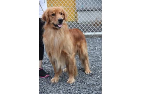 販売中のゴールデンレトリーバーの親犬